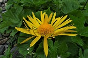 76 Doronico del granito (Doronicum Clusii)